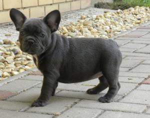 FrenchBulldogpuppiesforsalefromqualitybree